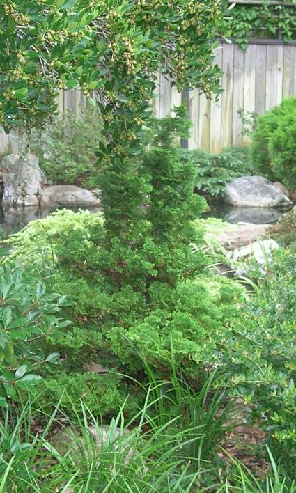 Kosteri Hinoki False Cypress